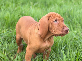 Legally Docked Hungarian Vizsla Pups