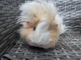Female guinea pigs