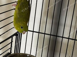 Baby parakeets