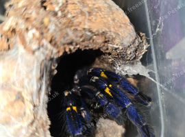 SAF Poecilotheria Metallica