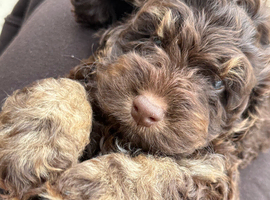 Gorgeous F1 cockapoo puppies