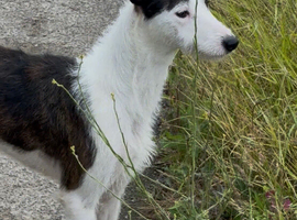 10 month old lurcher bitch