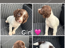 Springer Spaniel puppies