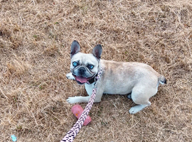Frenchie female