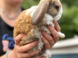 Cute and happy Mini Plush Lop Babies