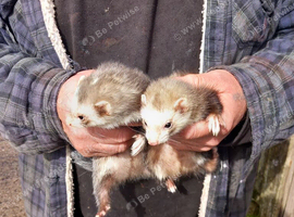 2 adult Jill's for sale