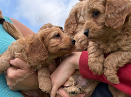 Cavapoo pups