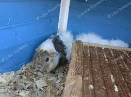 Female guinea pigs