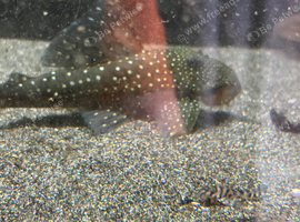 High fin Green Phantom & Blue Phantom
