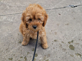 9 Week Old Cockapoo Puppies Looking for Forever Homes