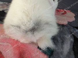 Minilop full breed