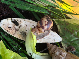 2 Giant African land snails (URGENT)