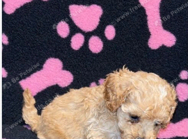Beautiful cockapoo puppies