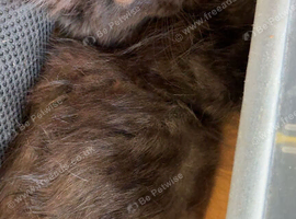 Ragdoll X British short hair kittens available ready now