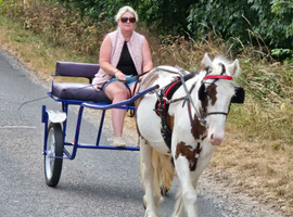 3 yr old Skewbald Cob
