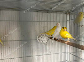 This years Irish canaries