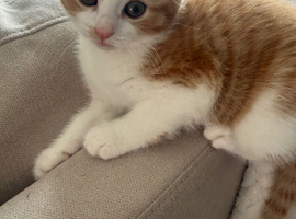 3 ginger male kittens ready to go