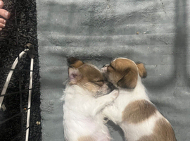 Chihuahua cross shih tzu