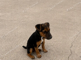 Beautiful Lakeland boy puppy