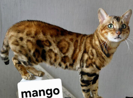 Beautiful Brown Bengal Boy