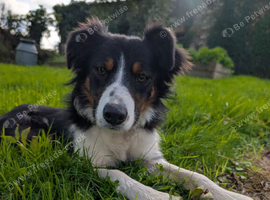 9 month old tri colour border collie