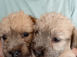 Glen of Imaal terrier puppies.