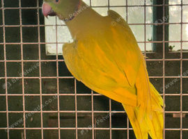 Pair Ringnecks, dom pied oplaine x cleartail