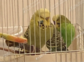Budgies