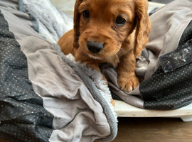 Working cocker spaniel