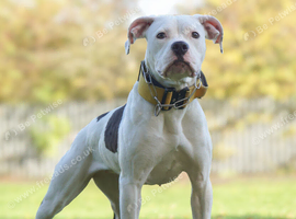 Staffy cross bulldog