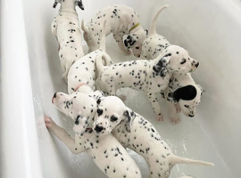 Classic Marking Dalmatian Puppies