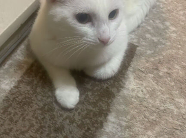 Cat for salw