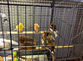 Mixed canary&rsquo;s
