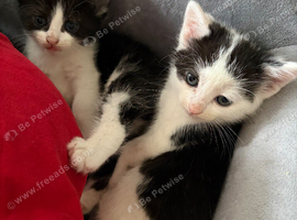 2x male kittens
