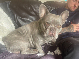 Male Frenchie