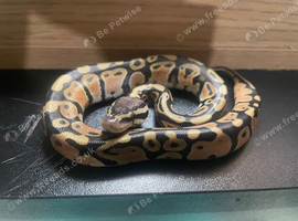 Ball python  pastel hypo het pie