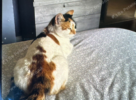 4 adorable female kittens