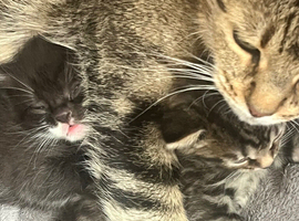 Boy kitten for sale