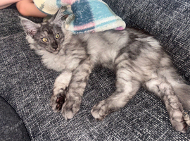 1 beautiful Maine coon boy