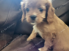 Cavapoo puppies for sale
