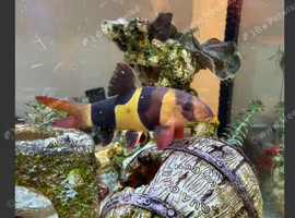 2 clown loaches