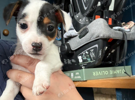 Miniature Jack Russell Puppies