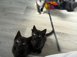 Litter of kittens