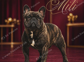 International Champion French Bulldog Available for Stud - IMPORTED