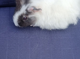 Female baby guinea pigs