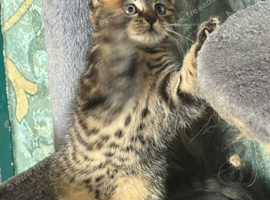 Beautiful tabby female available