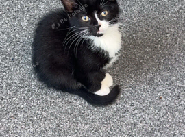 Kitten