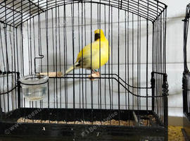 Variegated Buff Fife Canary Male from show bloodlines