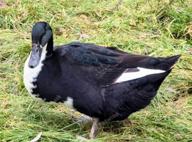 One year old unique pattern Cayuga/ cherry valley mixbreed female duck