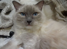Ragdoll Blue Mitted Female